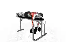 哑铃海豹划船(Dumbbell Seal Row)正确姿势 哑铃海豹划船