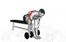 哑铃坐姿俯身高位划船(Dumbbell Seated Bent Over High Row)正确姿势 哑铃坐姿俯身高位划船