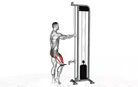 绳索终末膝关节伸展（Cable Terminal Knee Extension）正确姿势
