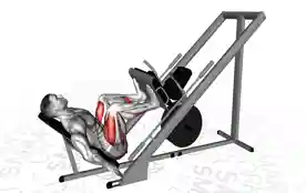 仰卧腿举（Leg Press）正确姿势