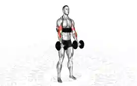 臂炮二头肌哑铃弯举（Arm Blaster Biceps Dumbbell Curl）正确姿势