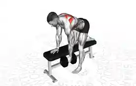 单臂哑铃俯身肩胛骨划船(One-Arm Dumbbell Bent Over Scapula Row)正确姿势 单臂哑铃俯身肩胛骨划船