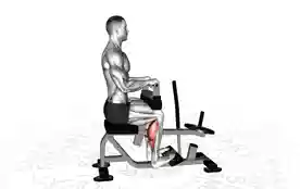坐姿提踵(Seated Calf Raise)正确姿势 坐姿提踵