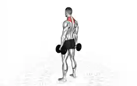哑铃耸肩(Dumbbell Shoulder Shrugs)正确姿势 哑铃耸肩