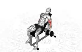 坐姿斜板肱二头肌弯举（Seated Incline Biceps Curl）正确姿势