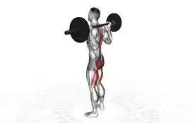 杠铃早安式(Barbell Good Morning)正确姿势 杠铃早安式