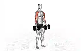 哑铃拖拉弯举（Dumbbell Drag Curl）正确姿势