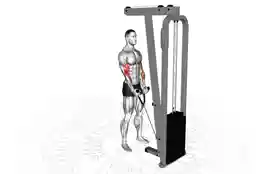 绳索锤式弯举（Rope Cable Hammer Curl）正确姿势