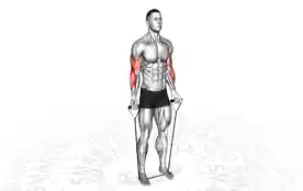 弹力带肱二头肌弯举(Band Biceps Curl)正确姿势 弹力带肱二头肌弯举