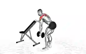 单臂哑铃支撑俯身侧平举(One-Arm Dumbbell Supported Bent Over Lateral Raise)正确姿势 单臂哑铃支撑俯身侧平举