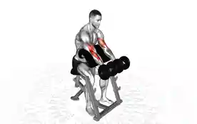 双哑铃牧师凳弯举(Double Dumbbell Preacher Curl)正确姿势 双哑铃牧师凳弯举