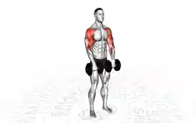 哑铃直立划船(Dumbbell Upright Row)正确姿势 哑铃直立划船