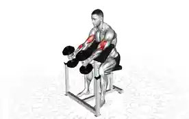 哑铃仰握牧师凳弯举(Dumbbell Supinated Preacher Curl)正确姿势 哑铃仰握牧师凳弯举