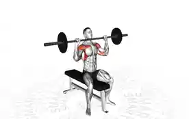 坐姿杠铃肩推(Seated Barbell Shoulder Press)正确姿势 坐姿杠铃肩推