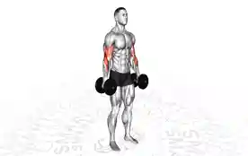 哑铃锤式弯举（Dumbbell Hammer Curl）正确姿势