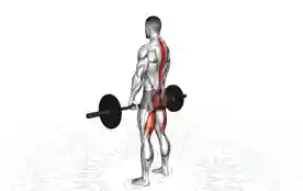 罗马尼亚硬拉（Romanian Deadlift）正确姿势