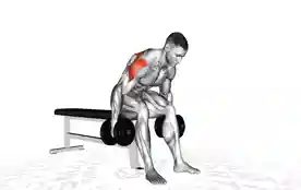 坐姿俯身哑铃侧平举(Seated Bent Over Dumbbell Lateral Raise)正确姿势 坐姿俯身哑铃侧平举