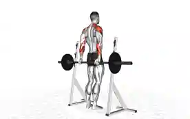 杠铃后侧三角肌提拉(Barbell Rear Delt Raise)正确姿势 杠铃后侧三角肌提拉