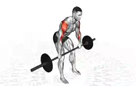 杠铃后束三角肌划船(Barbell Rear Delt Row)正确姿势 杠铃后束三角肌划船