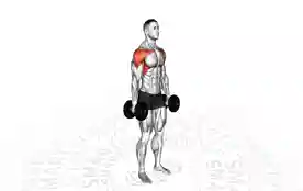哑铃交替锤式前平举(Dumbbell Alternate Hammer Front Raise)正确姿势 哑铃交替锤式前平举