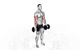 啞鈴二頭彎舉(Dumbbell Biceps Curl)正确姿势 啞鈴二頭彎舉