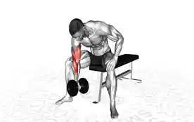 坐姿哑铃单臂弯举（Dumbbell Concentration Curl）正确姿势