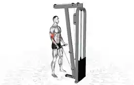 杠铃绳索弯举(Bar Cable Biceps Curl)正确姿势 杠铃绳索弯举