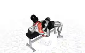 哑铃卧推(Dumbbell Bench Press)正确姿势 哑铃卧推