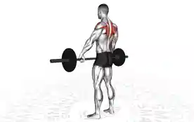 杠铃宽握立姿划船（Barbell Wide Grip Upright Row）正确姿势
