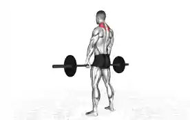 杠铃肩部耸肩（Barbell Shoulder Shrug）正确姿势
