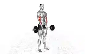 窄握EZ杠铃弯举(Close-grip EZ Bar Curl)正确姿势 窄握EZ杠铃弯举