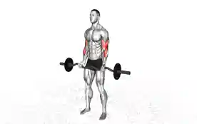 曲杆杠铃肱二头肌弯举（EZ-Bar Biceps Curl）正确姿势