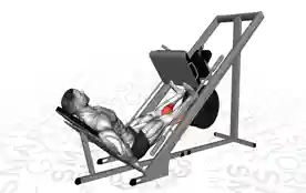 小腿腿举(Calf Leg Press)正确姿势 小腿腿举