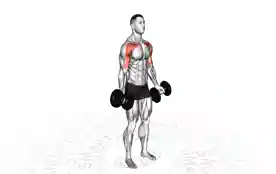 哑铃低位到高位飞鸟(Dumbbell Low to High Fly)正确姿势 哑铃低位到高位飞鸟