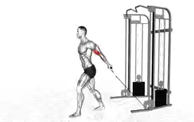 拜西臂屈伸(Bayesian Cable Curl)正确姿势 拜西臂屈伸