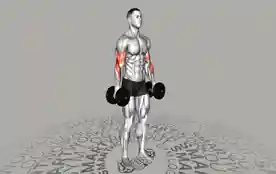 交替哑铃锤式弯举（Alternate Dumbbell Hammer Curl）正确姿势