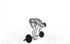 直腿硬舉(Barbell Straight Leg Deadlift)正确姿势 直腿硬舉