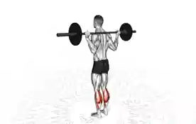 杠铃提踵(Barbell Calf Raise)正确姿势 杠铃提踵