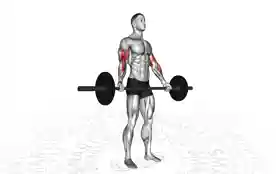 站姿宽握杠铃弯举(Wide Grip Standing Barbell Curl)正确姿势 站姿宽握杠铃弯举